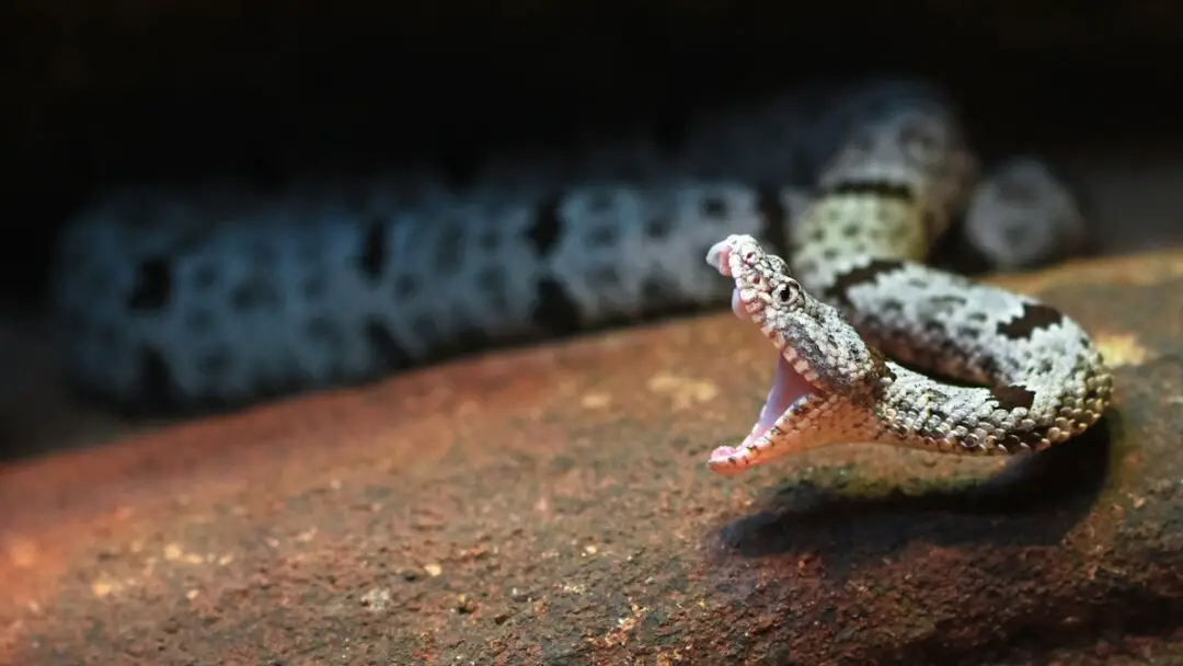 Can Rattlesnakes Bite Through Rubber Boots?