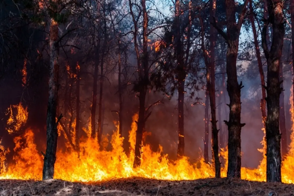 Forest Fire