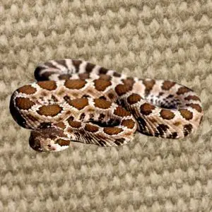 snake proof fabric