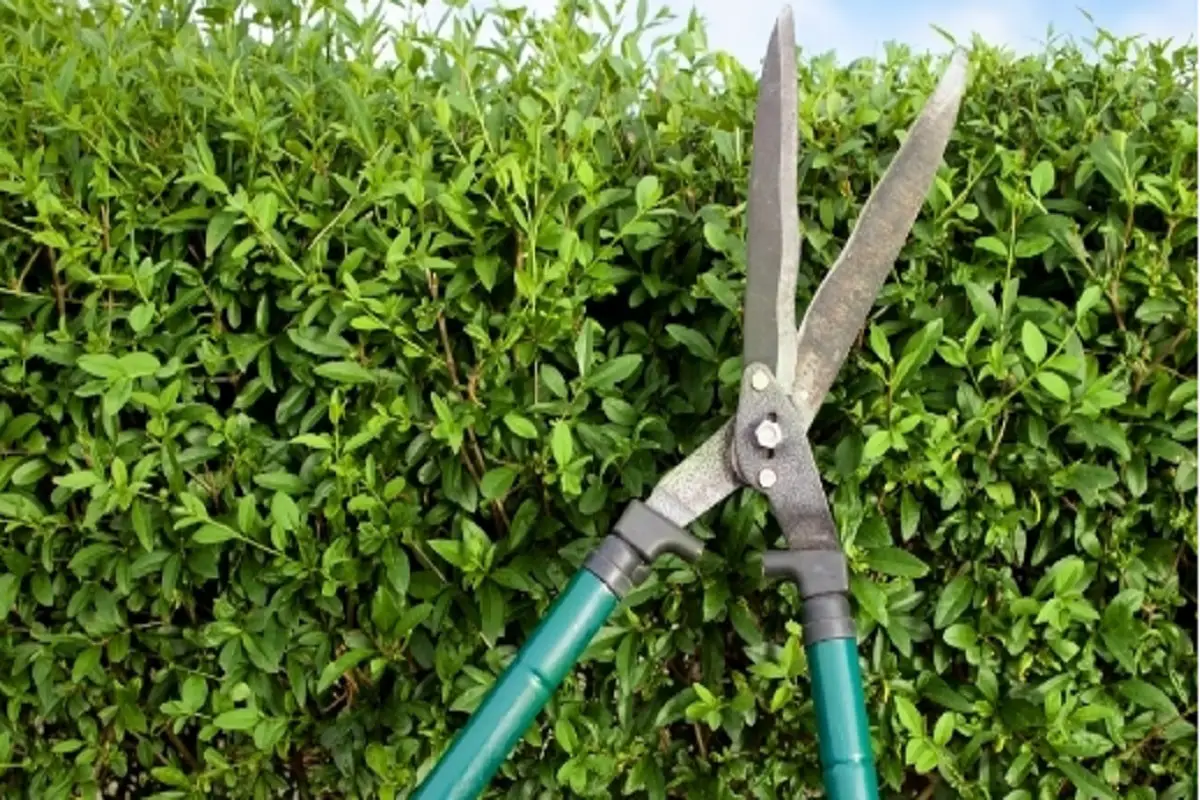 Bush Trimmer