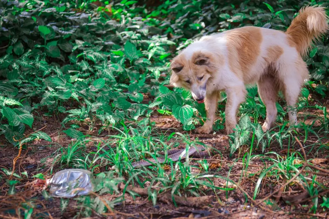 Can Dogs Survive a Rattlesnake Bite?