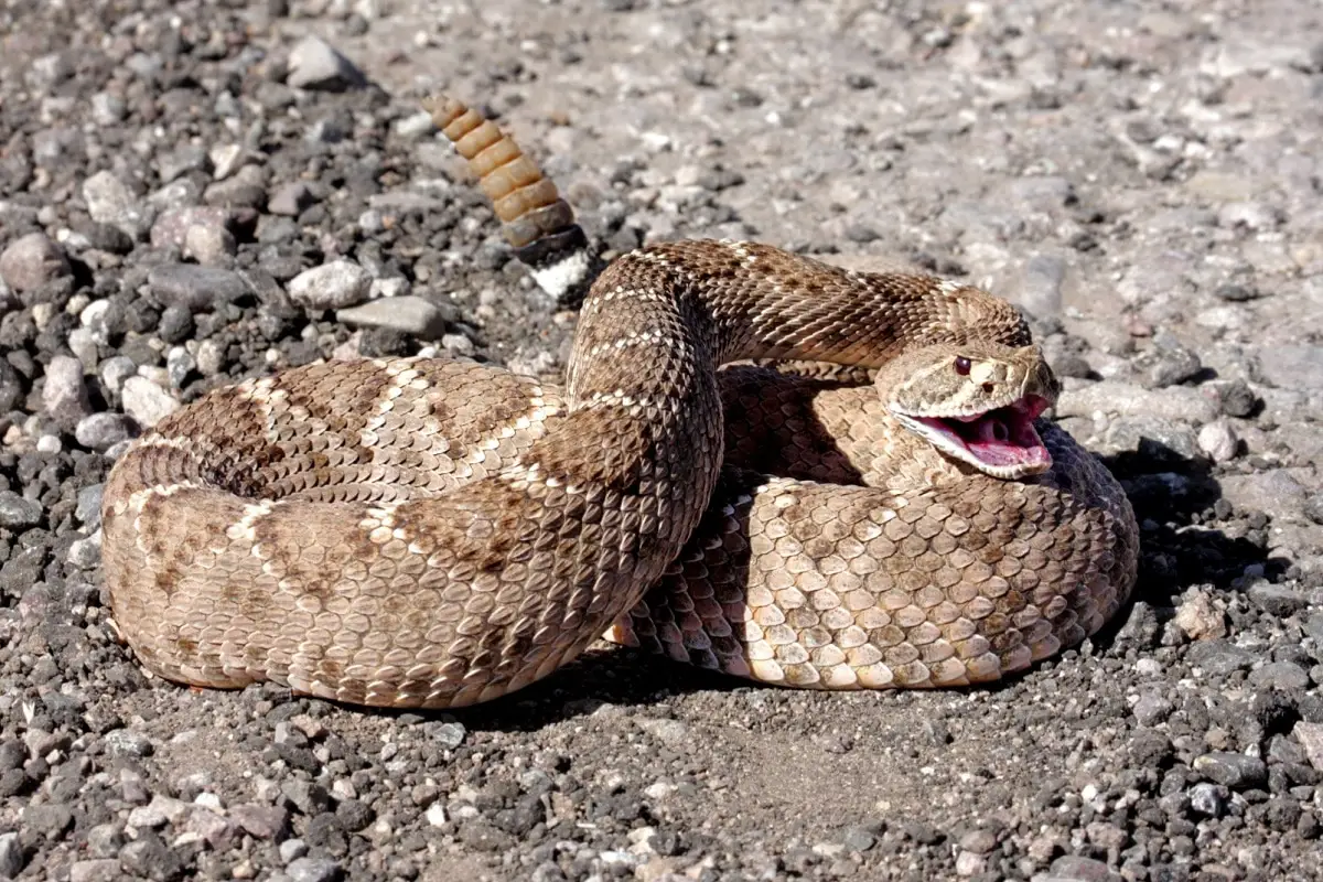 Rattlesnake Bite Fang