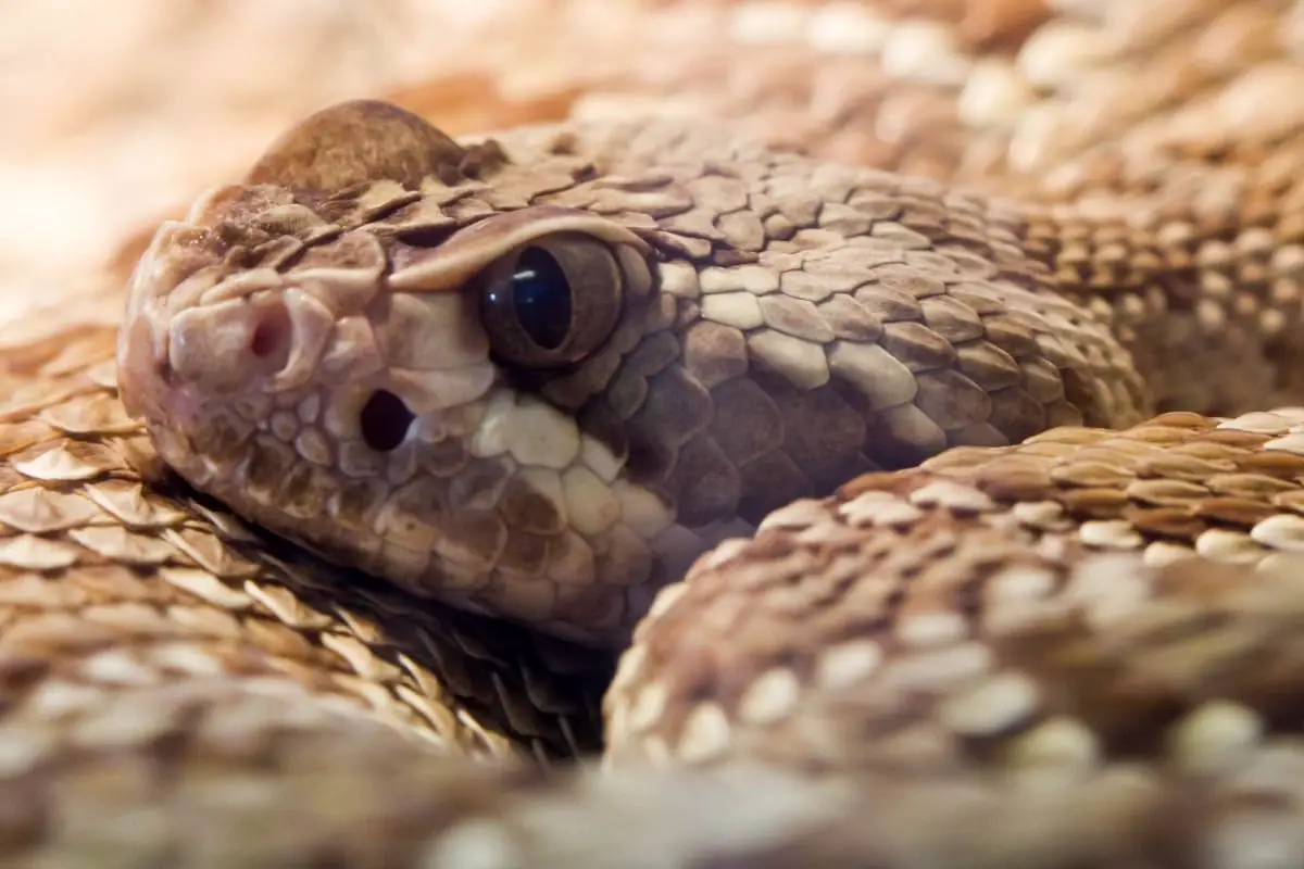 Rattlesnake Head