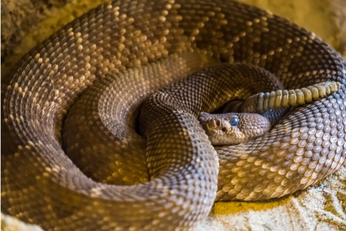 Pet Rattlesnake