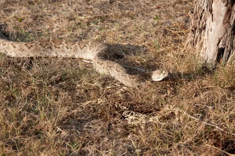 Removing a Rattlesnake Safely From Your Yard