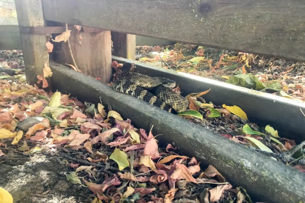 Rattlesnake Yard Fence