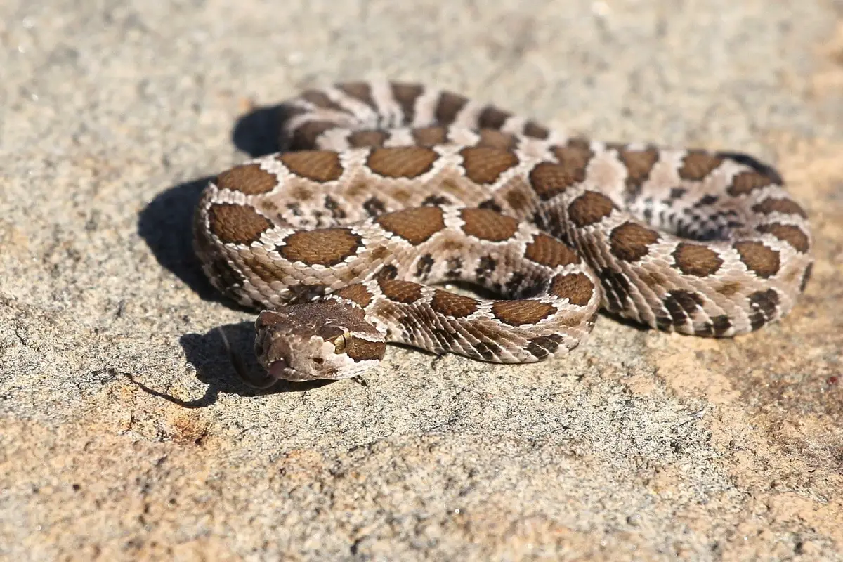 Baby Rattlesnake