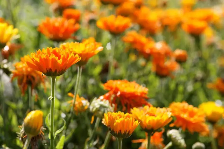 What Plants Keep Rattlesnakes Away?