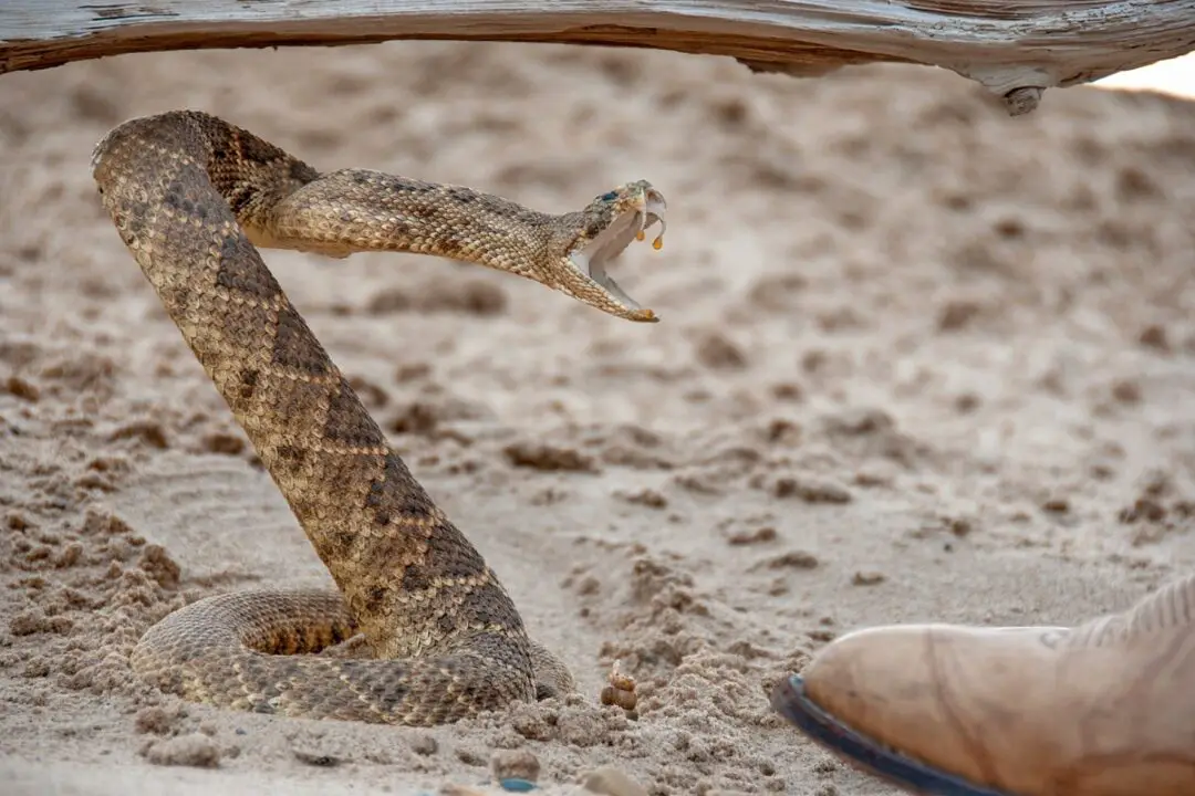 What's a Safe Distance to Keep Away From a Rattlesnake?