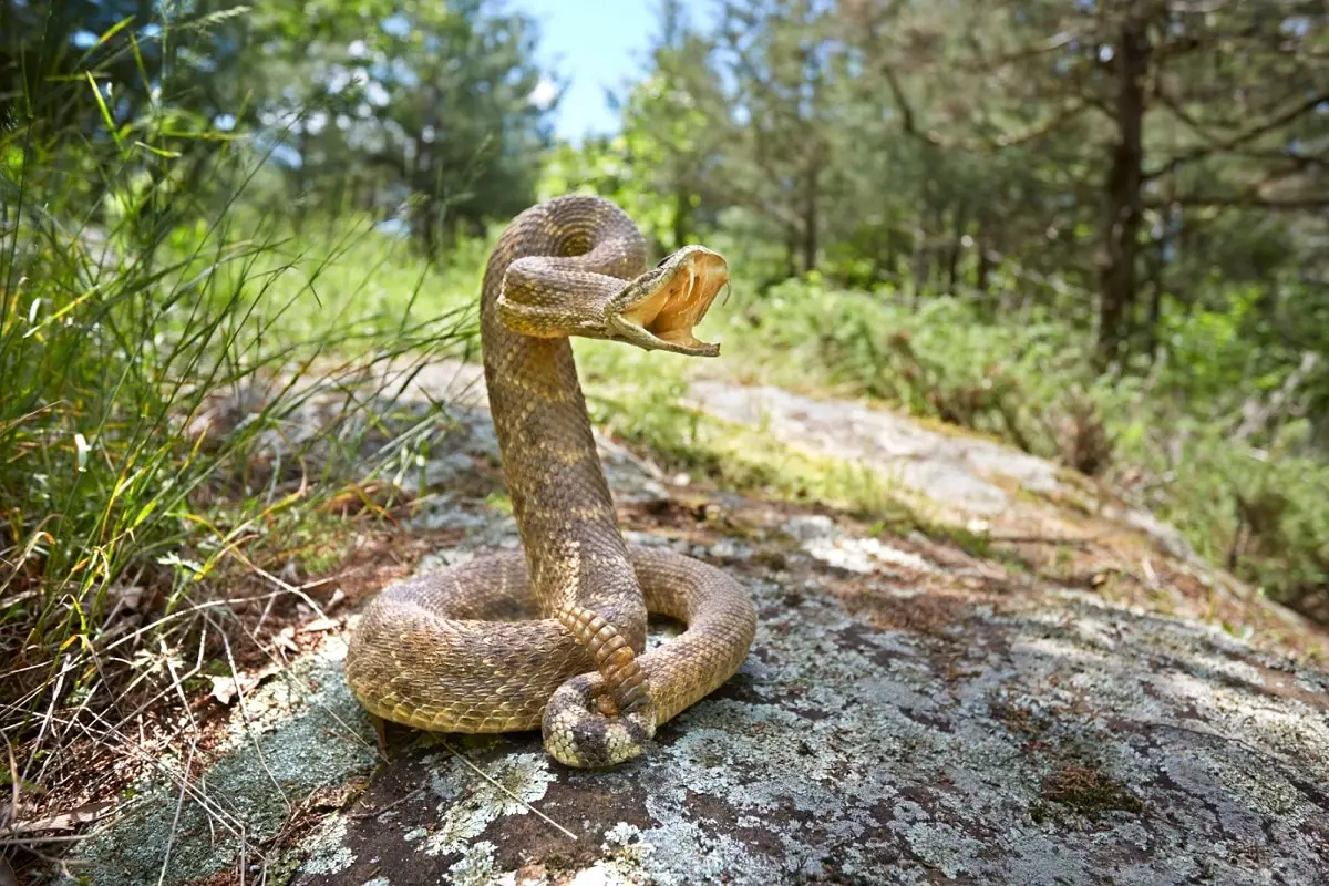 Rattlesnake Bite Warning