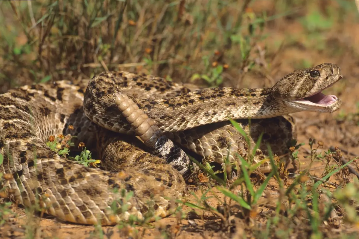 Rattlesnake Fence