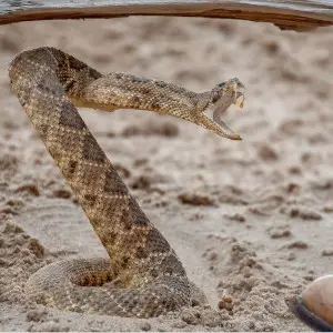 Rattlesnake safe distance