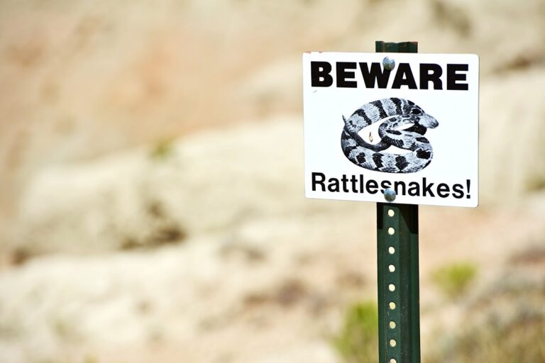 How Do You Kill a Rattlesnake? – SelectSafety.net