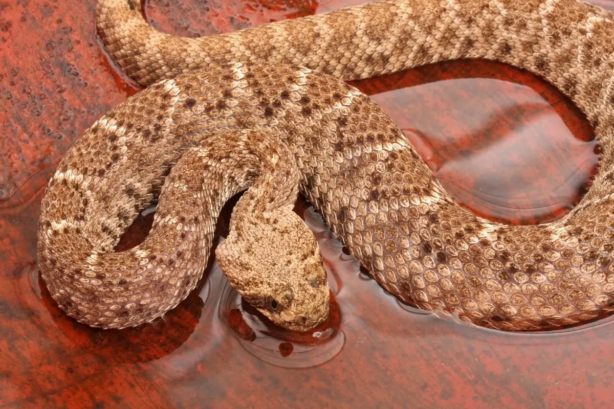 Rattlesnake in Water