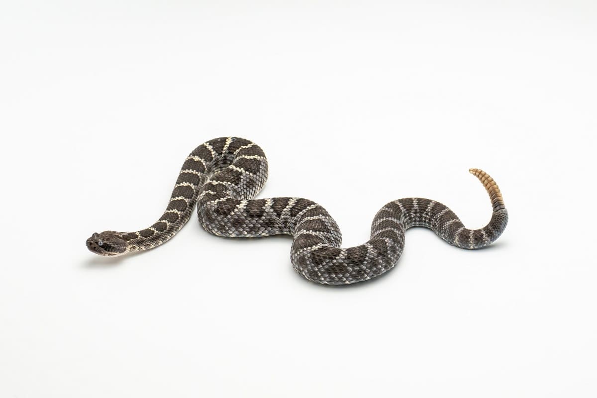 Rattlesnake White Background