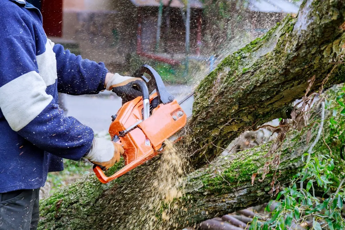 Chainsaw Cutting Fallen Tree