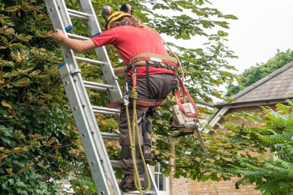 Chainsaw Ladder Arborist