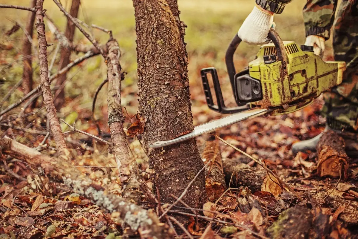 Chainsaw Tree Cutting