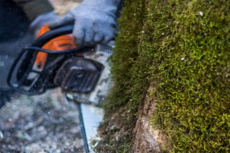 How To Cut A Tall Tree With A Chainsaw?