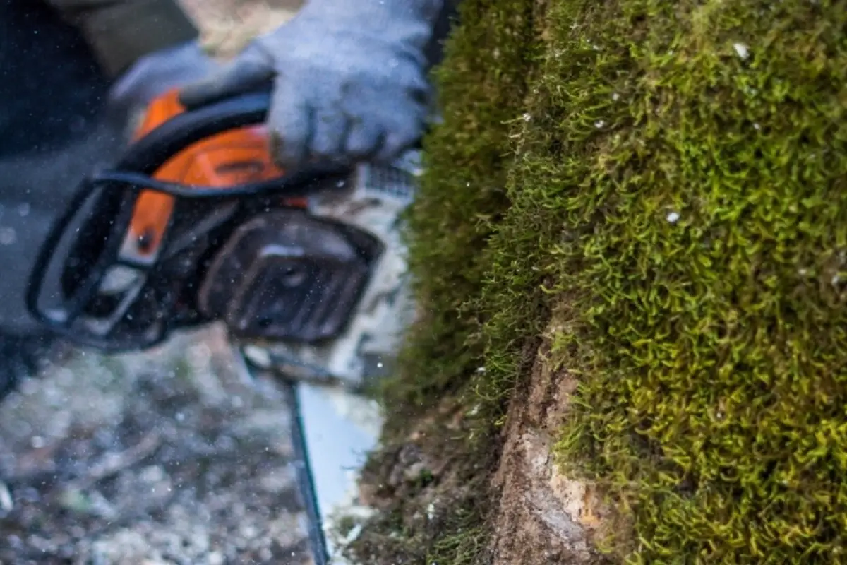 Chainsaw Tree Trunk