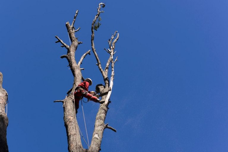 Ouch! Top 5 Chainsaw Injuries (+ How To Avoid Them)