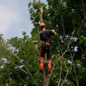 Protective Trousers For Arborists