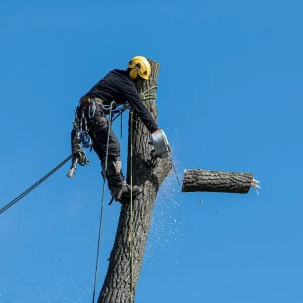 11 Jobs That Require a Chainsaw